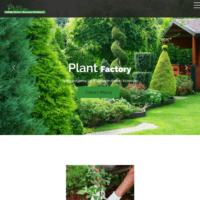 Grójec - sadzonki drzew iglastych